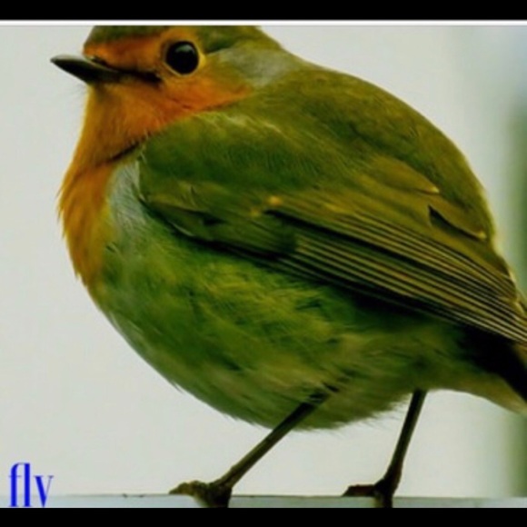 Don't be afraid to fly - Picture 2 of 2